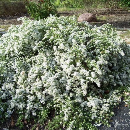 Symphyotrichum eri. v.pan. Snowflurry-tűlevelű őszirózsa