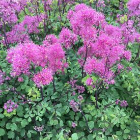 Thalictrum aquil. My Little Favourite-borkóró