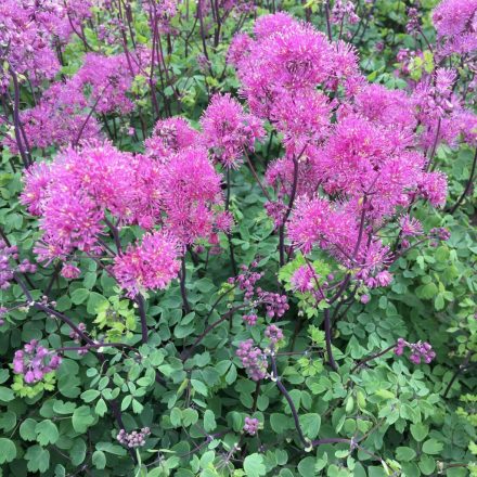 Thalictrum aquil. My Little Favourite-borkóró