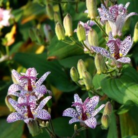 Tricyrtis 'Empress'-borzas púpliliom