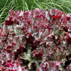 Heuchera 'CanCan'-Tűzeső