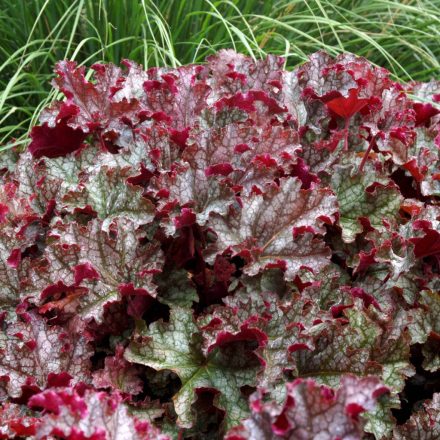 Heuchera 'CanCan'-Tűzeső