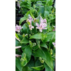 Tricyrtis (syn. Uvularia) hirta-borzas púpliliom