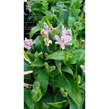 Tricyrtis (syn. Uvularia) hirta-borzas púpliliom