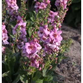 Verbascum 'Pink Domino'-ökörfarkkóró