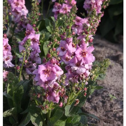 Verbascum 'Pink Domino'-ökörfarkkóró