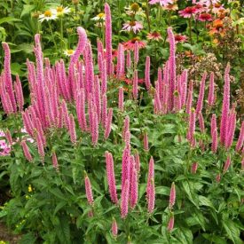   Veronica longifolia 'First Love'-hosszúlevelű veronika