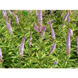   Veronicastrum sibiricum 'Red Arrows'-virginiai veronika
