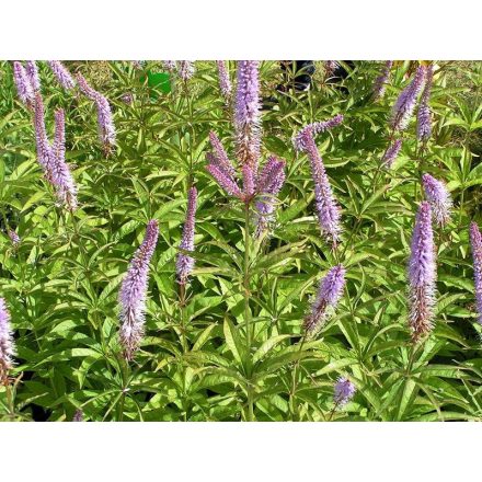Veronicastrum sibiricum 'Red Arrows'-virginiai veronika