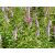 Veronicastrum sibiricum 'Red Arrows'-virginiai veronika