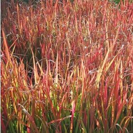 Andropogon gerardi 'Red October'-fenyérfű
