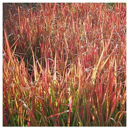 Andropogon gerardi 'Red October'-fenyérfű