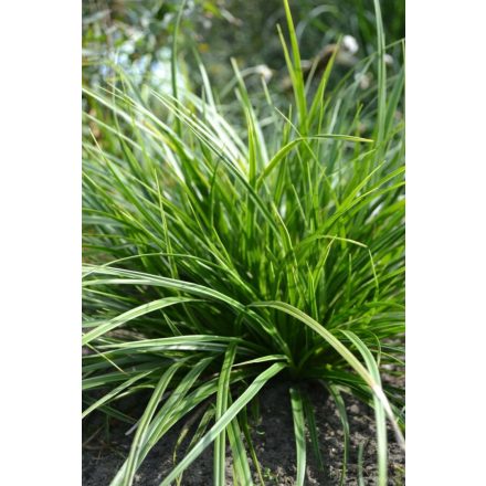 Carex morrowii 'Variegata'-japán sás