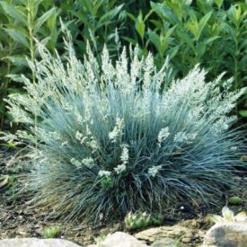 Festuca 'Buddy Blue'-kék csenkesz