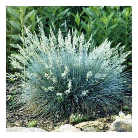 Festuca 'Buddy Blue'-kék csenkesz