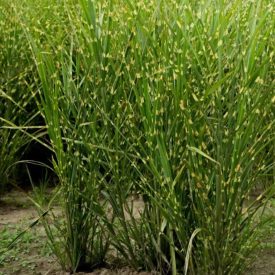 Miscanthus sinensis 'Zebrinus'-Molnárpántlika