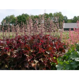 Heuchera Rex 'Fire'-Tűzeső