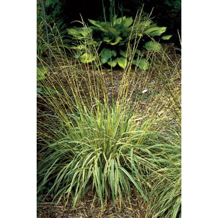 Molinia caerulea 'Variegata'-tarkalevelű kékperje