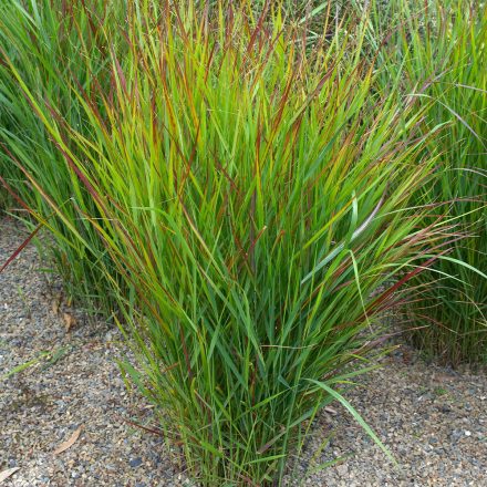 Panicum virgatum 'Hanse Herms'-Prérifű