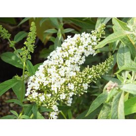 Buddleja dav. BUTT. Little White-nyáriorgona