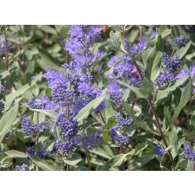 Caryopteris x clandonensis DarkKnight-kékszakáll