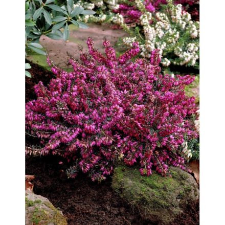 Erica carnea 'Challenger'-erika