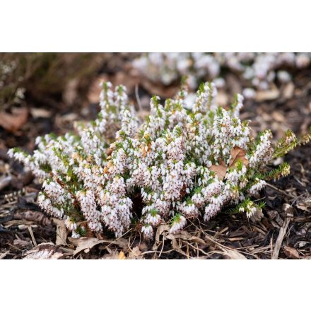 Erica carnea 'Kathy'-erika