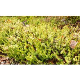 Erica carnea 'Westwood yellow'-erika
