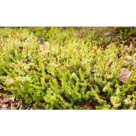 Erica carnea 'Westwood yellow'-erika