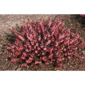 Erica carnea 'Wintersonne'-erika