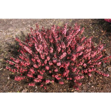 Erica carnea 'Wintersonne'-erika