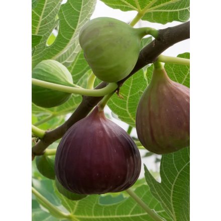 Ficus carica 'Babits'-Füge