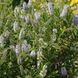   Veronica sect. Hebe 'Nana'-örökzöld veronikacserje