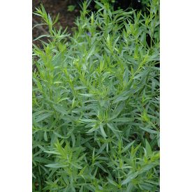 Artemisia dracunculus 'Tolergon'-tárkony
