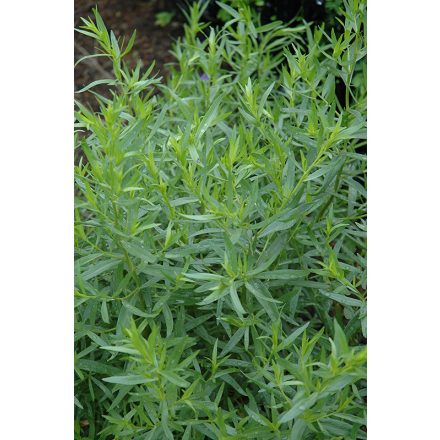 Artemisia dracunculus 'Tolergon'-tárkony