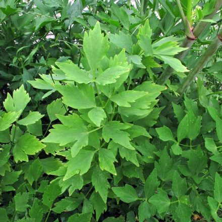 Levisticum officinale-lestyán