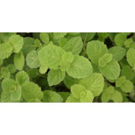 Mentha spicata 'Moroccan'-marokkói menta