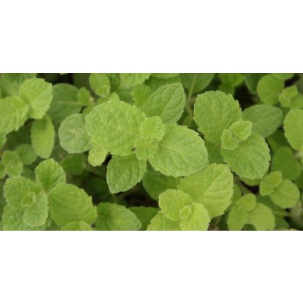 Mentha spicata 'Moroccan'-marokkói menta