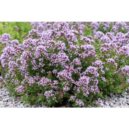 Origanum vulgare 'Compactum'-oregánó