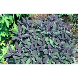 Salvia officinalis 'Purpurascens'-orvosi zsálya