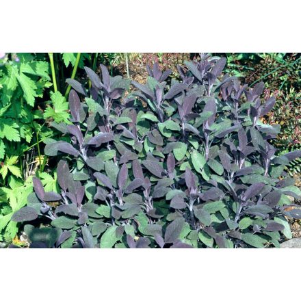 Salvia officinalis 'Purpurascens'-orvosi zsálya