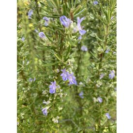 Salvia rosmarinus-rozmaring