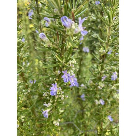 Salvia rosmarinus-rozmaring