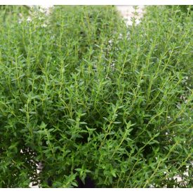 Thymus vulgaris 'Faustinoi'-kakukkfű