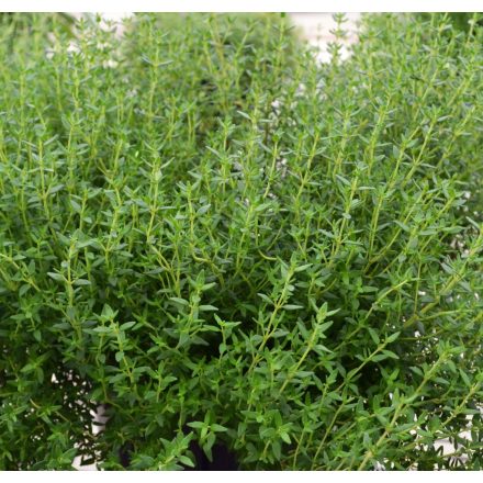 Thymus vulgaris 'Faustinoi'-kakukkfű
