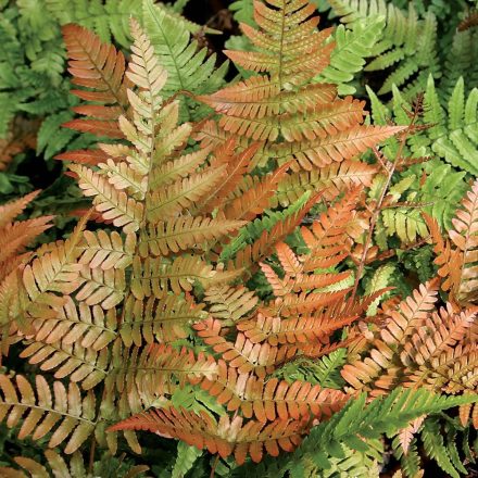 Dryopteris erythrosora 'Brilliance'-japán ernyőpáfrány