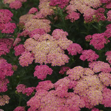 Achillea mill. Sassy Summer 'Taffy'-Cickafark