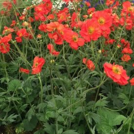 Geum 'Scarlet tempest'-Gyömbérgyökér