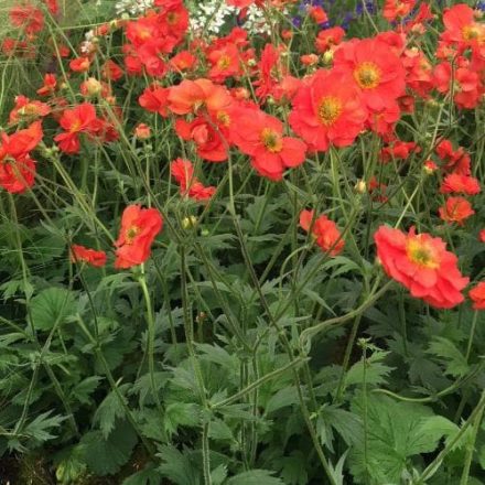 Geum 'Scarlet tempest'-Gyömbérgyökér