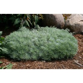 Artemisia schmidtiana  'Nana'-Japán üröm